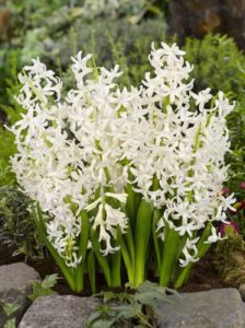 jácint multiflora fehér