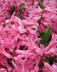 jácint multiflora pink