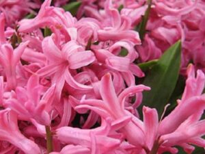 jácint multiflora pink