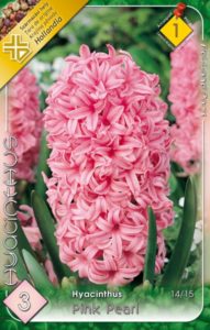 jácint pink pearl